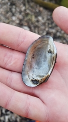 Venustaconcha ellipsiformis