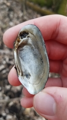 Venustaconcha ellipsiformis