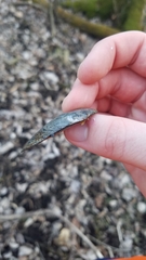 Venustaconcha ellipsiformis