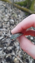 Venustaconcha ellipsiformis