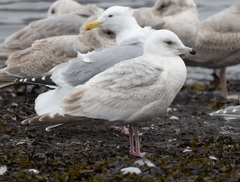 Larus glaucoides