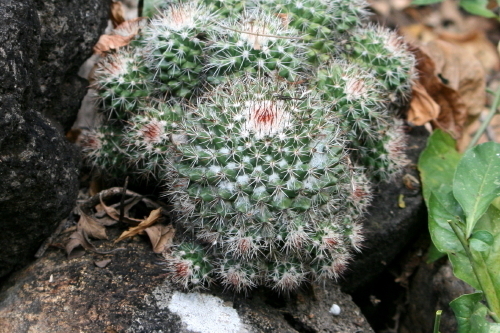 Mammillaria voburnensis voburnensis in December 2011 by Leland Smith ...