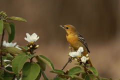Icterus cucullatus