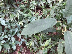 Ficus erecta beecheyana