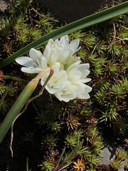 Allium cratericola