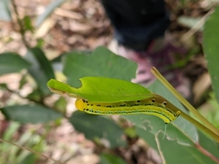 Macroglossum passalus