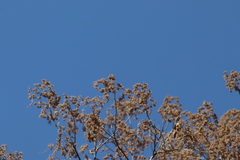 Heliocarpus terebinthinaceus