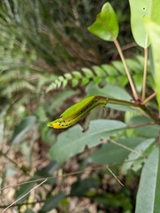 Macroglossum passalus