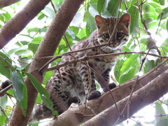 Leopardus guttulus