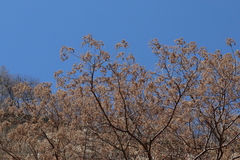 Heliocarpus terebinthinaceus