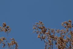 Heliocarpus terebinthinaceus