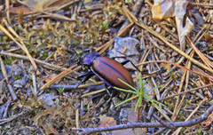 Carabus schoenherri