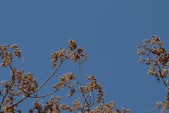 Heliocarpus terebinthinaceus