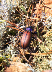 Carabus schoenherri