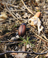 Carabus schoenherri