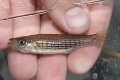 Fundulus lineolatus