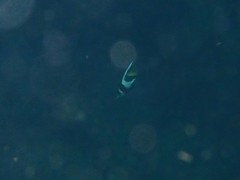 Heniochus diphreutes