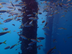 Trachurus
