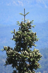 Abies durangensis