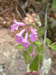 Stachys bigelovii