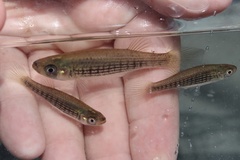 Fundulus lineolatus