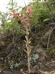 Echeveria bifida