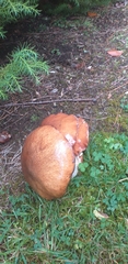 Suillus