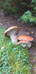 Suillus