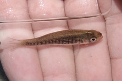 Fundulus lineolatus