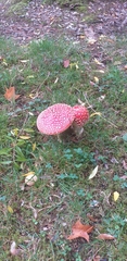Amanita muscaria