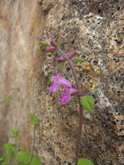 Stachys bigelovii