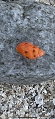 Amphissa versicolor