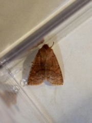 Eupsilia tristigmata