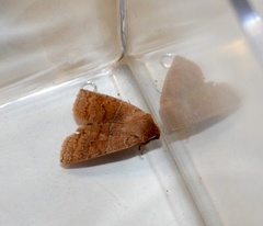 Eupsilia tristigmata