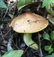 Suillus granulatus