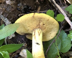 Suillus granulatus