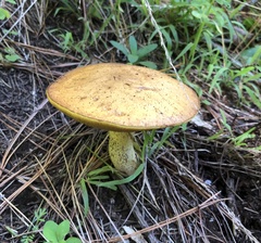 Suillus granulatus
