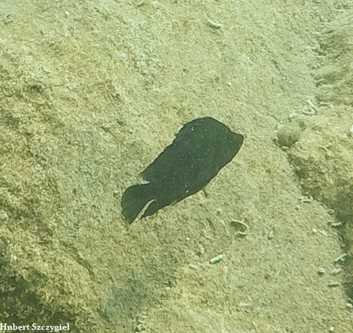 Altolamprologus compressiceps