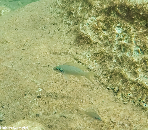 Neolamprologus pulcher