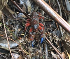 Euastacus woiwuru