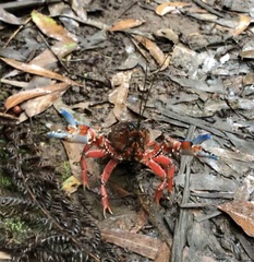 Euastacus woiwuru