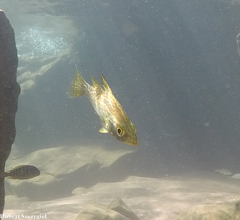 Forktail Lates photo 4