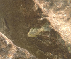 Forktail Lates photo 5