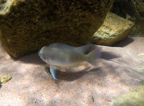 Mondabu lamprologus (Neolamprologus mondabu) — Cichlidae — 3