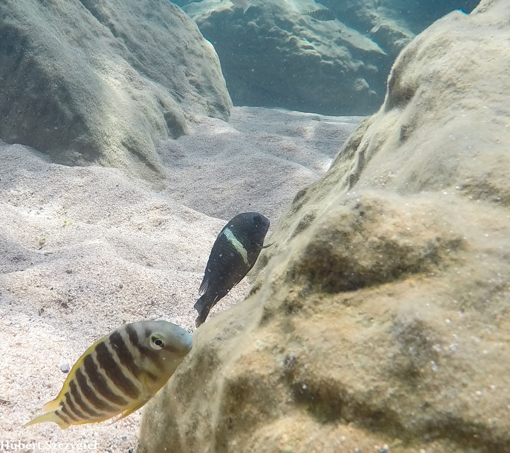Dwarf Tanganyikan cichlid (Tropheus duboisi) — Cichlidae