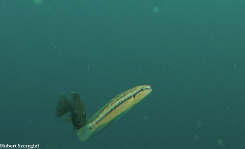 Telmatochromis bifrenatus