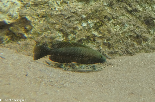 Lamprologus callipterus