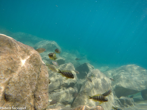 Tropheus brichardi