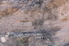 Perityle ambrosiifolia