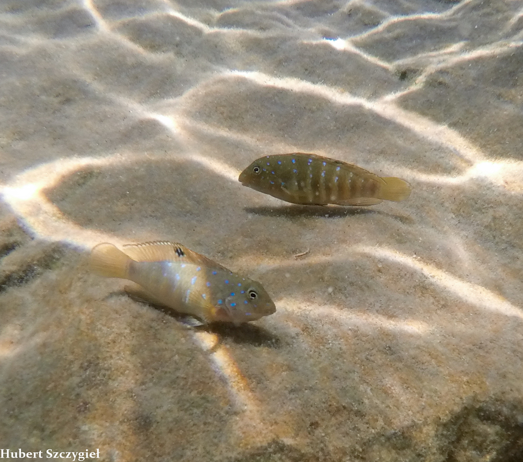 Spotfin goby cichlid (Tanganicodus irsacae) — Cichlidae